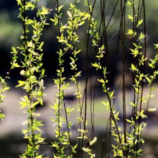 《踏莎行•与春风对吟》作者赵连芳