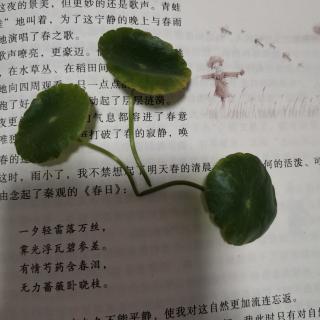 读书：《春天的夜晚》   作者：王玲芝