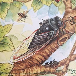 《昆虫记》蜜蜂——泥水匠蜂4
