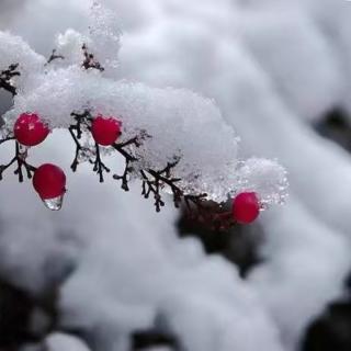 美  飘雪的冬天 作者: 李继开