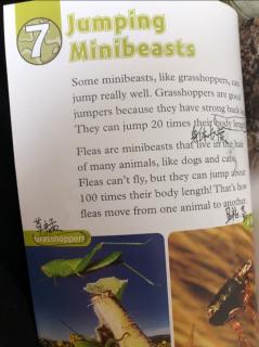 Jumping Minibeasts