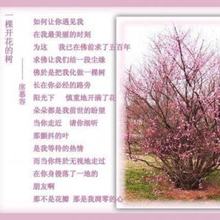 《一棵开花的树》席慕容