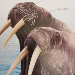 动物小百科--海底世界⑤海象