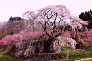日本人最想去的一处樱花圣地