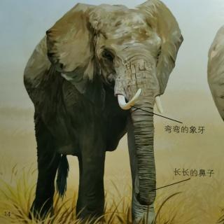 动物小百科--兽类王国⑦大象🐘