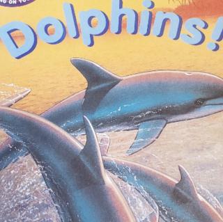 dolphins