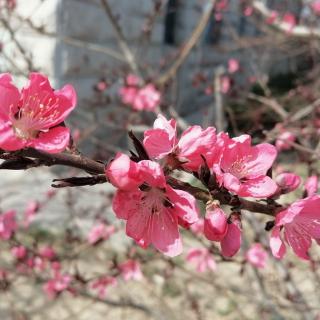 张华应《西湖的花美》诵读吉祥