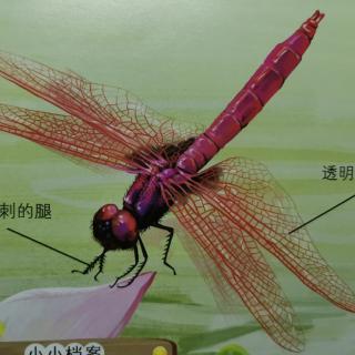 动物小百科--昆虫帝国①蜻蜓