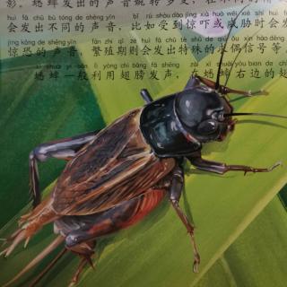 动物小百科--昆虫帝国④蟋蟀🦗
