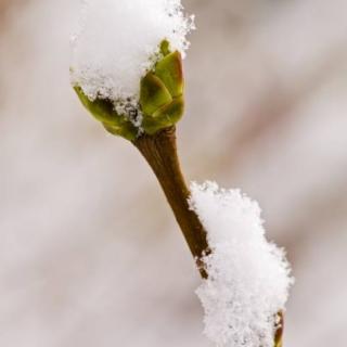 听雪