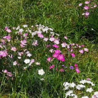 《淡淡的花香》