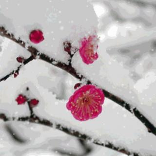 刘林丽朗诵《想你，在落雪的日子里》
