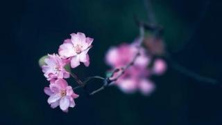 《海棠花祭》-邓颖超