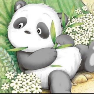 小熊猫的故事