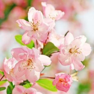 海棠花祭节选