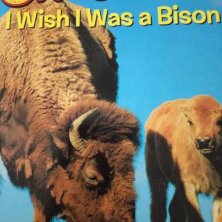 I Wish I was A Bison