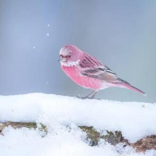 儿童诗《雪地上的鸟🐦》