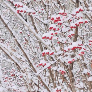 你有没有 等过一场没来的雪