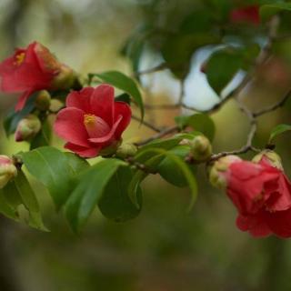 山茶花开，静待春来