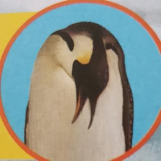 动物小百科--鸟类乐园③🐧企鹅