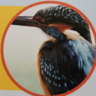 动物小百科--鸟类乐园⑤翠鸟