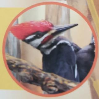 动物小百科--鸟类乐园⑦啄木鸟