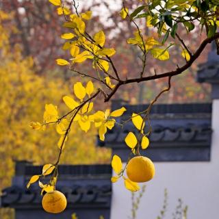 《师德师范师道》第一讲：师道的根本问题：为什么做老师（上）