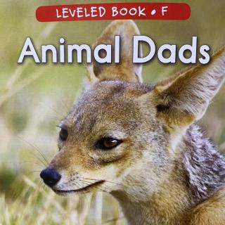 RAZ LevelF 102 - Animal Dads