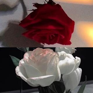 【小凉电台】【张爱玲】红玫瑰与白玫瑰