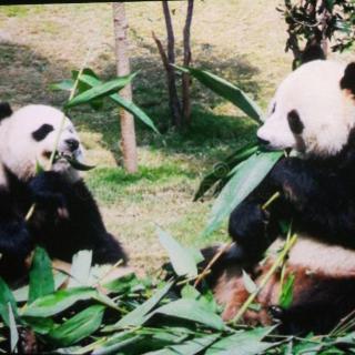 两只熊猫的故事