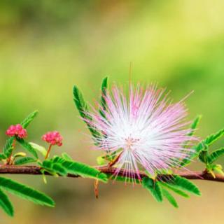 我在等待春的到来☆芳菲诵读