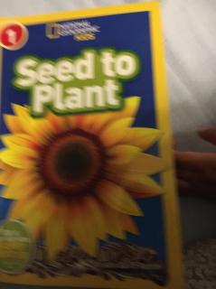 Seed to plant-Sonya-210123