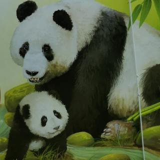 动物小百科--哺乳动物⑤大熊猫🐼