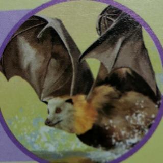 动物小百科--哺乳动物⑦蝙蝠🦇