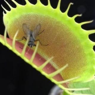 The flytrap