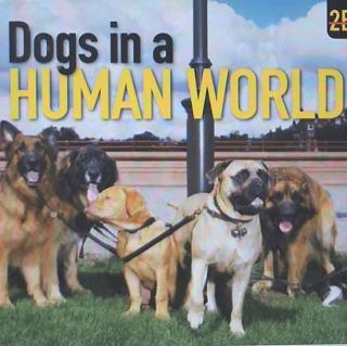 Dogs in a Human World