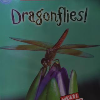 Dragonflies