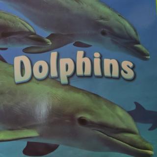 Dolphins