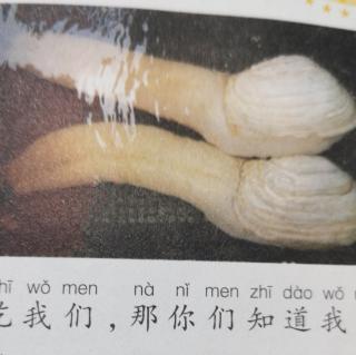 动物百科全书之象拔蚌