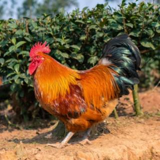 鸡新城疫与禽流感的区别