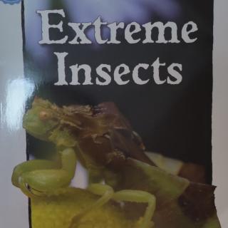 Extreme insects