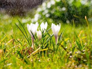 春天下毛毛雨图片图片