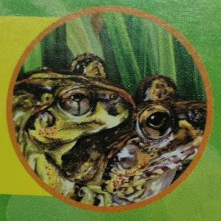动物小百科--两栖动物①蛙类