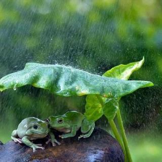【夜听】雨中蛙鸣
