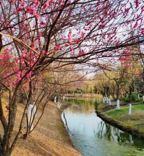 水仙花