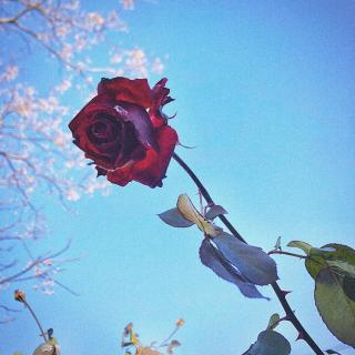 🌻蔷薇🌻