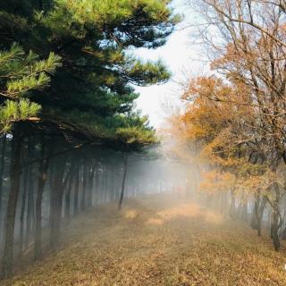 1035.《纪南陵题五松山》李白