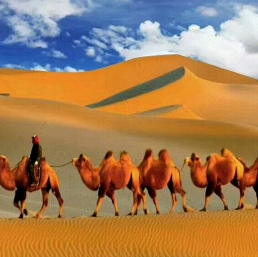 骆驼工作手册1-7