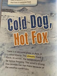 Cold Dog，Hot Fox