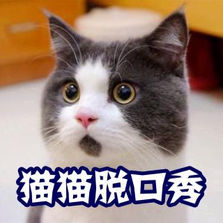 【猫猫脱口秀】没存在感是什么体验？